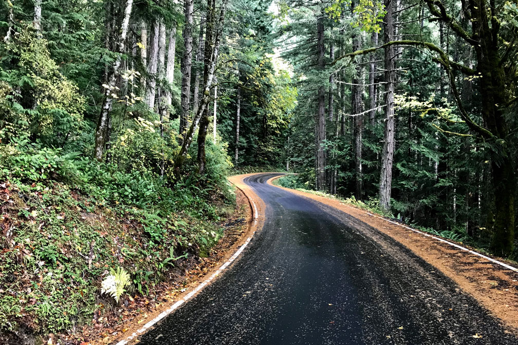Road near Lake Crescent through forest
